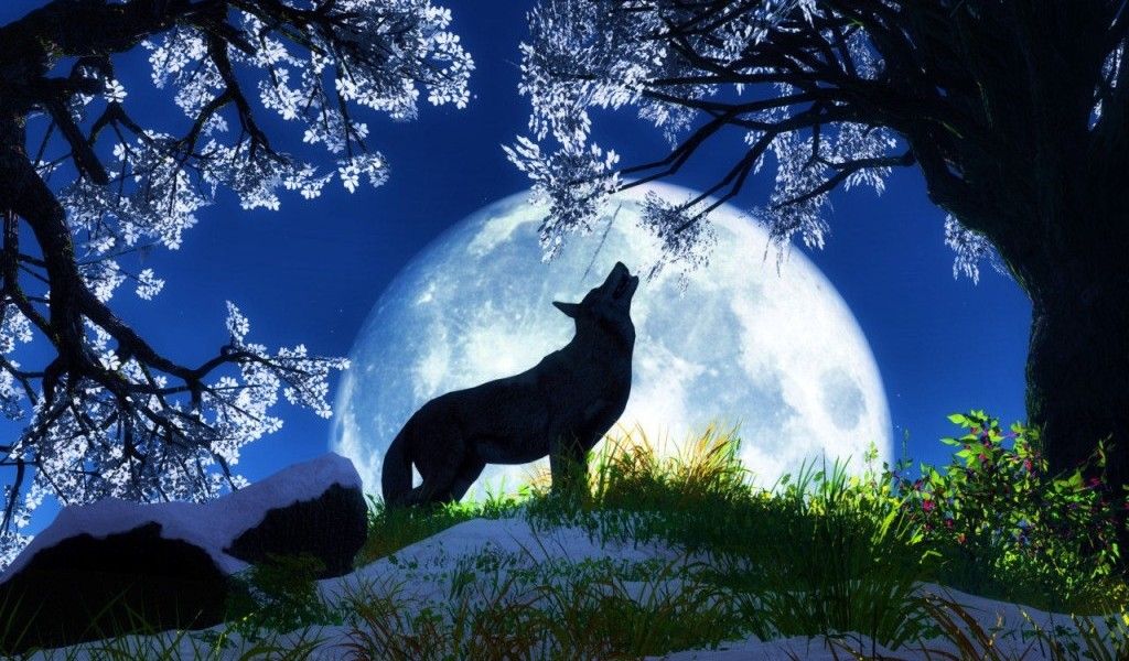 cool wolf backgrounds #10
