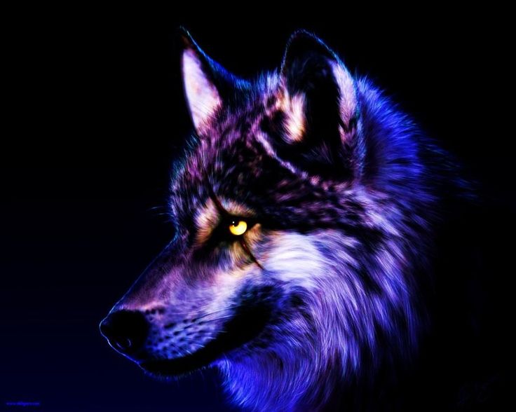 cool wolf backgrounds #4