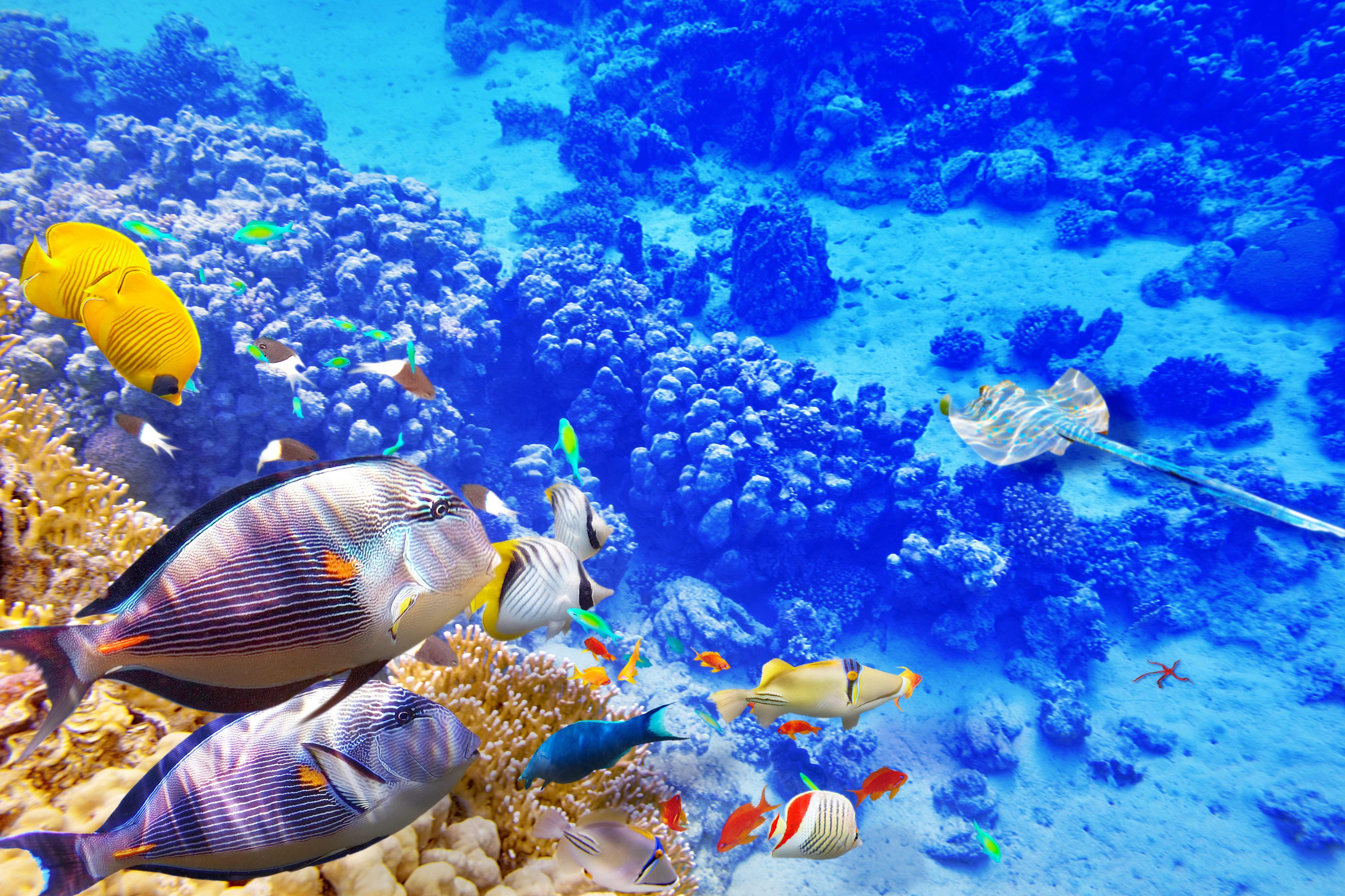 Coral reef wallpaper hd