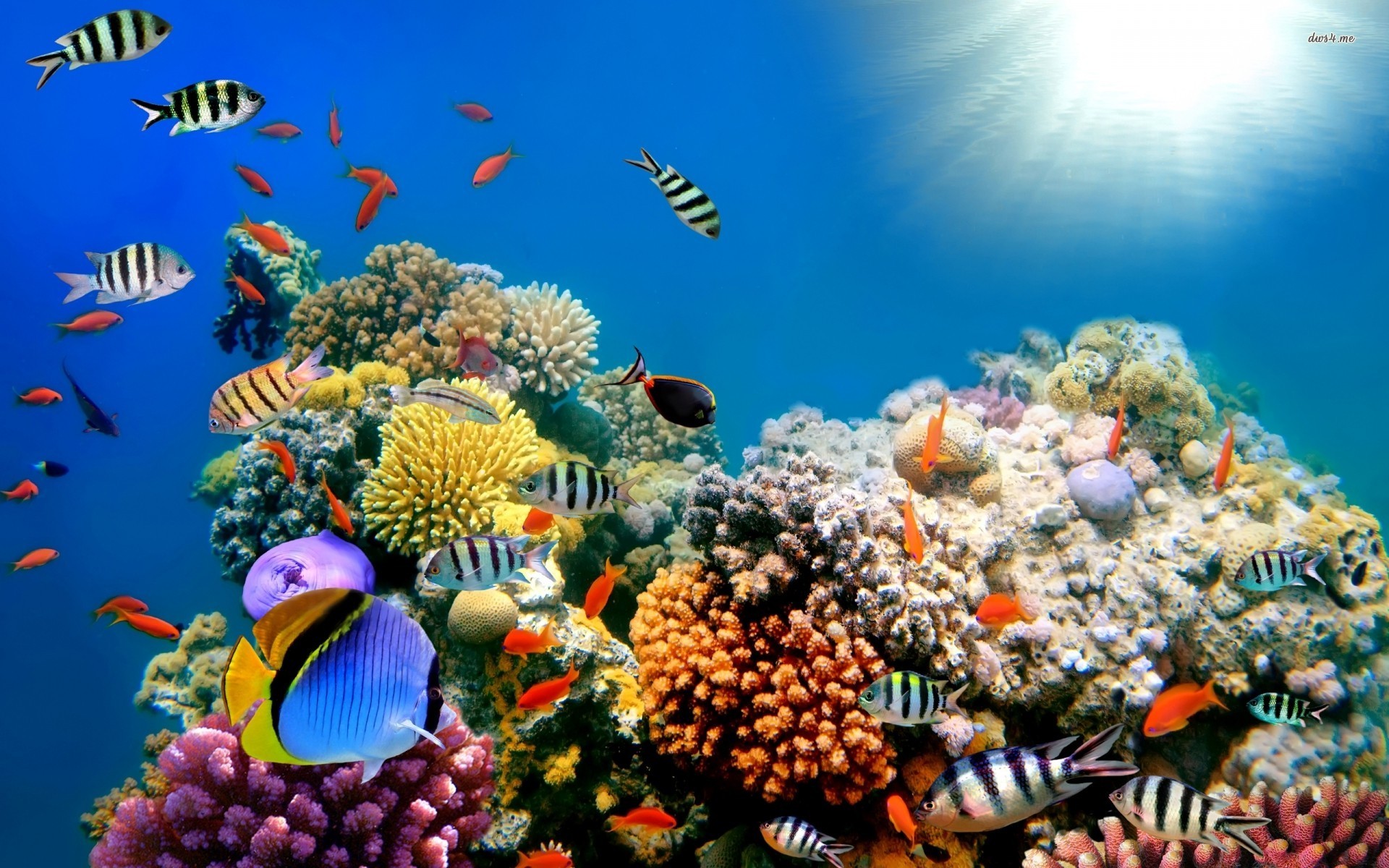 Coral reef wallpaper hd