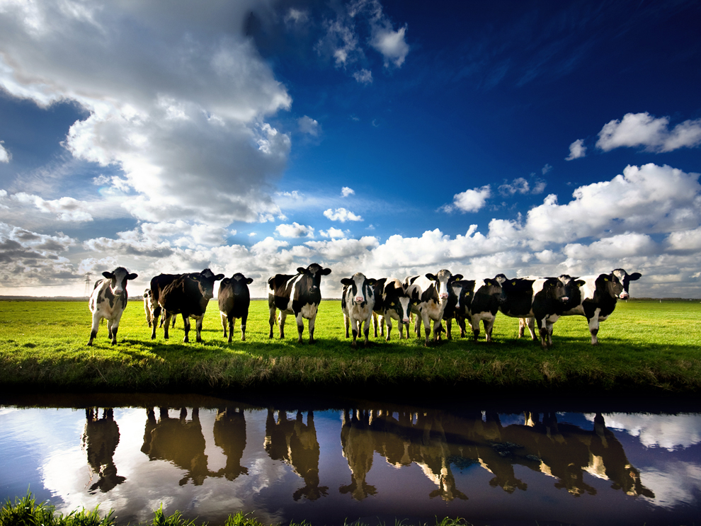 Cows Photo, Nature Wallpaper – National Geographic Photo of the Day