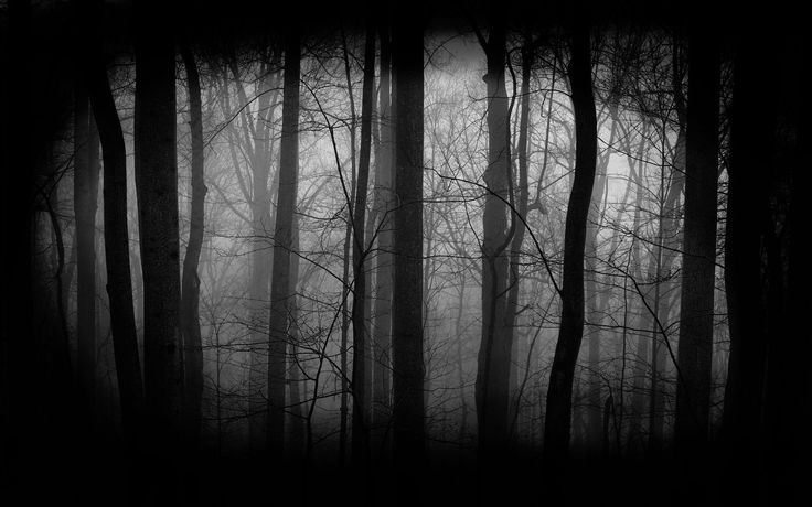 Creepy Forest Background Sf Wallpaper