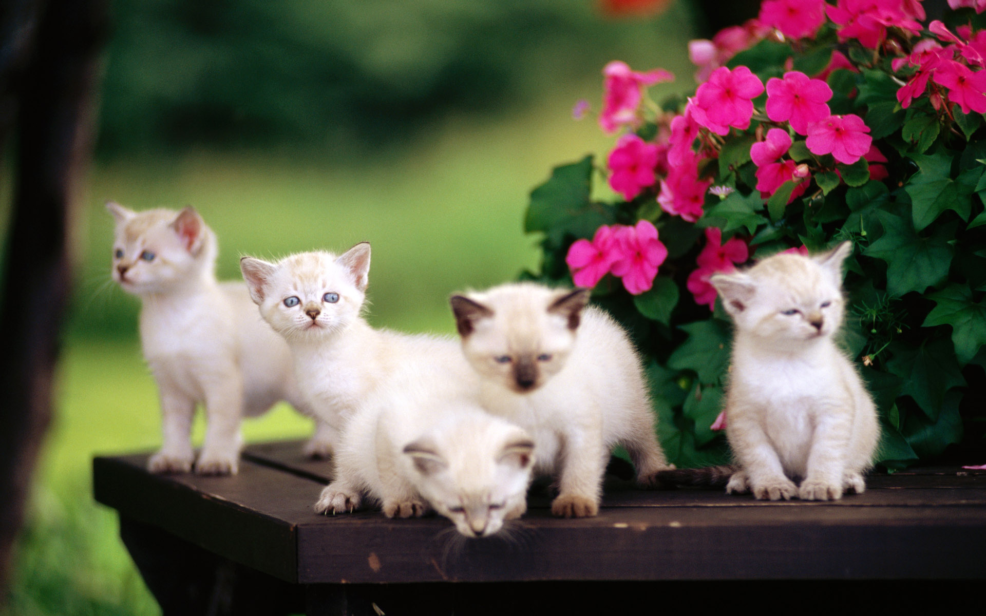 cute baby cats wallpaper #22