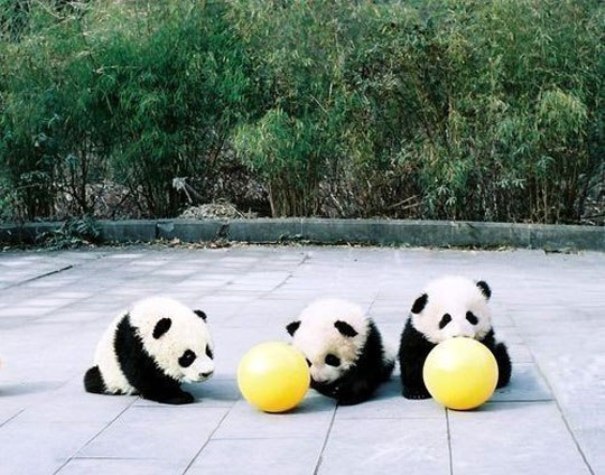 cute baby panda wallpaper #18