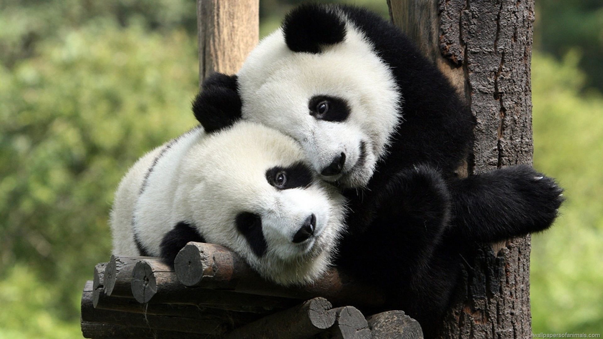 cute baby panda wallpaper #15