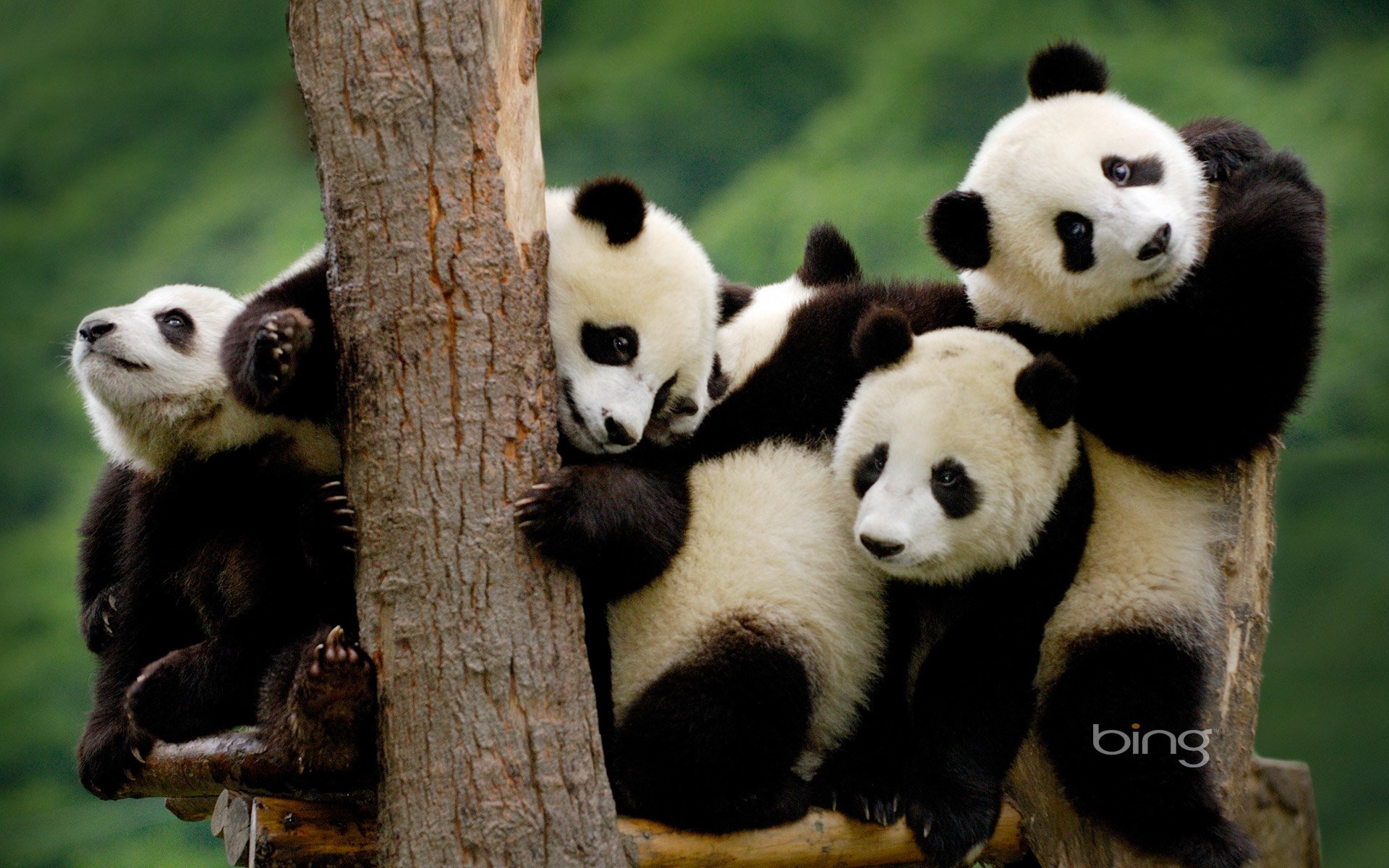 cute baby panda wallpaper #13