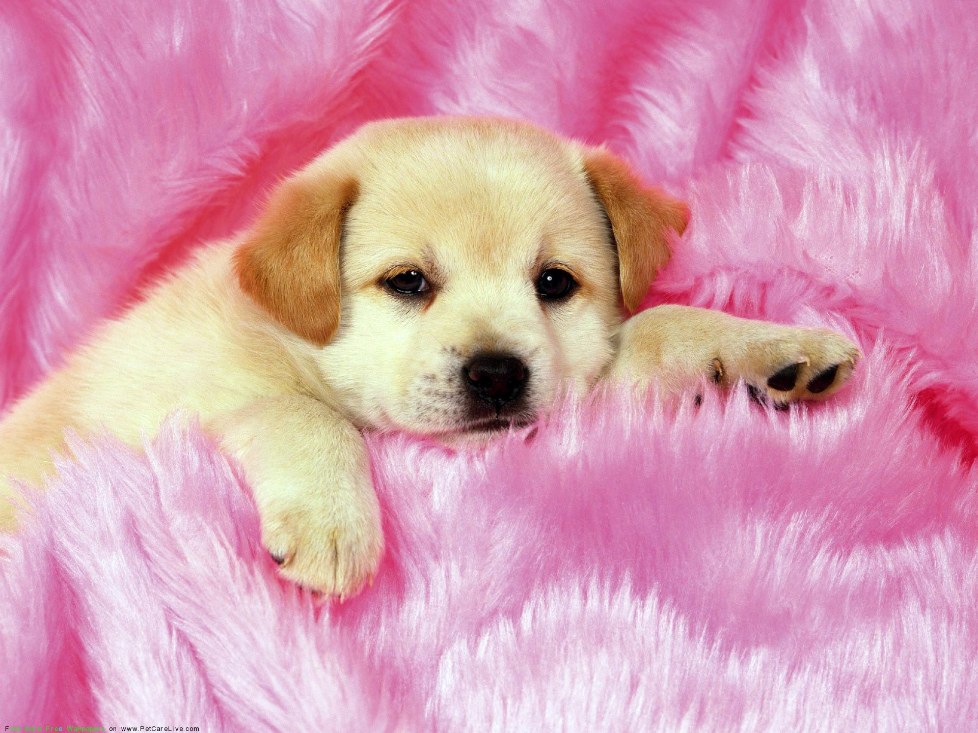 Cute doggy wallpapers