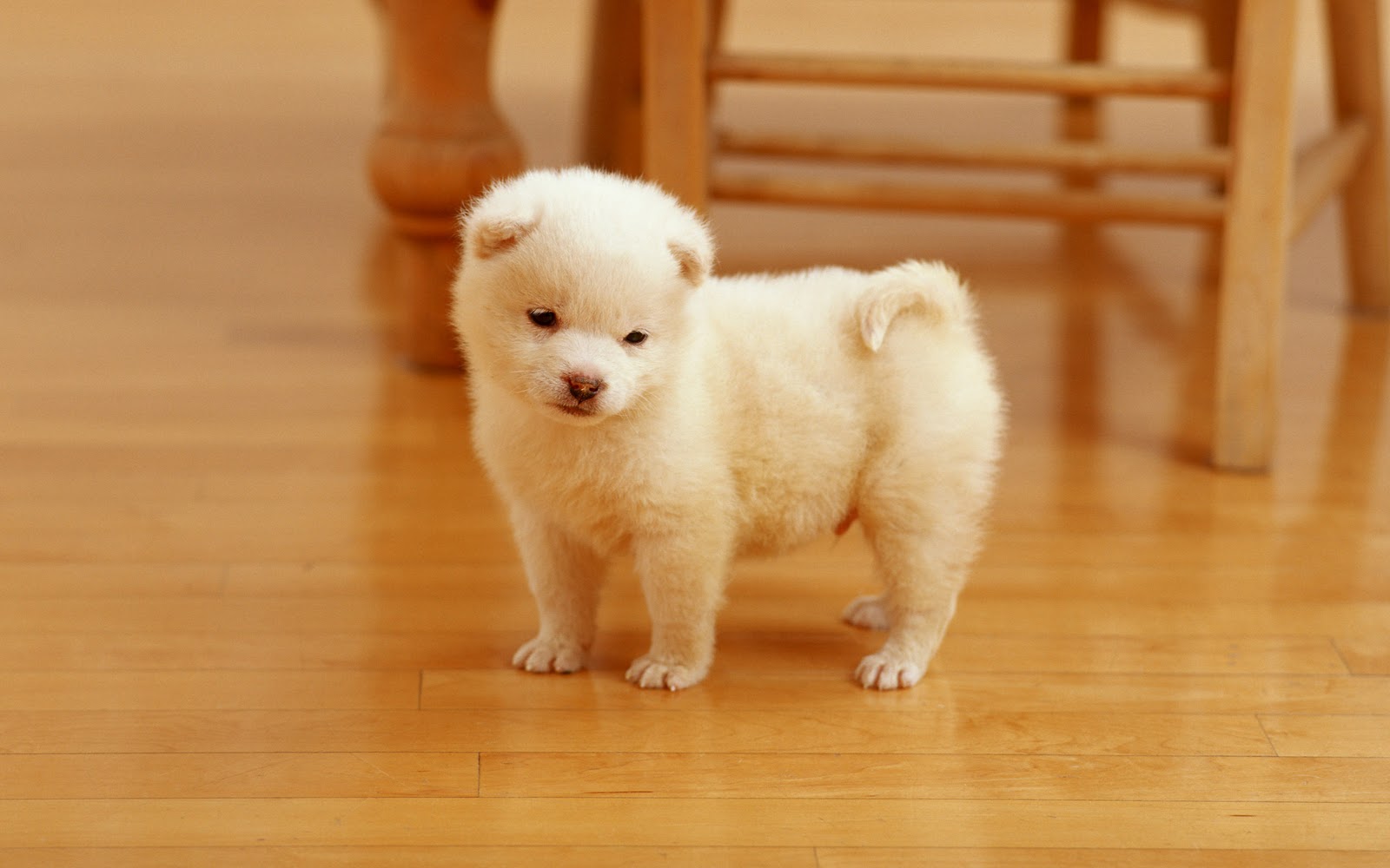 Wallpapers Of Cute Baby Dogs