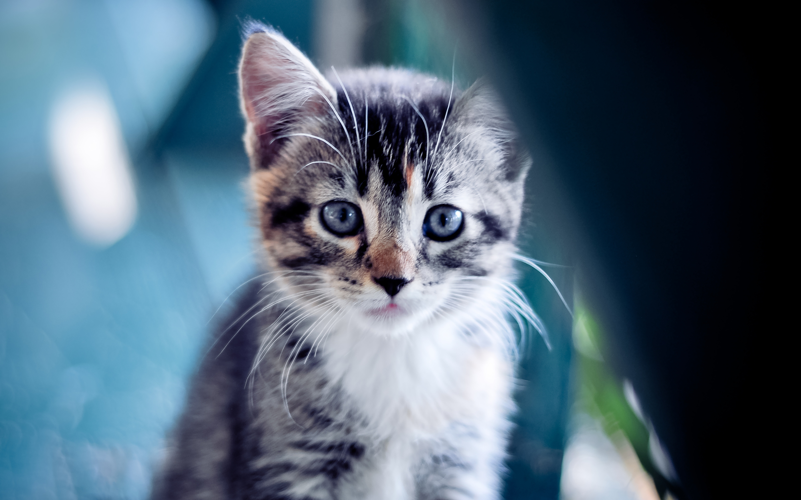 Cute kitten backgrounds
