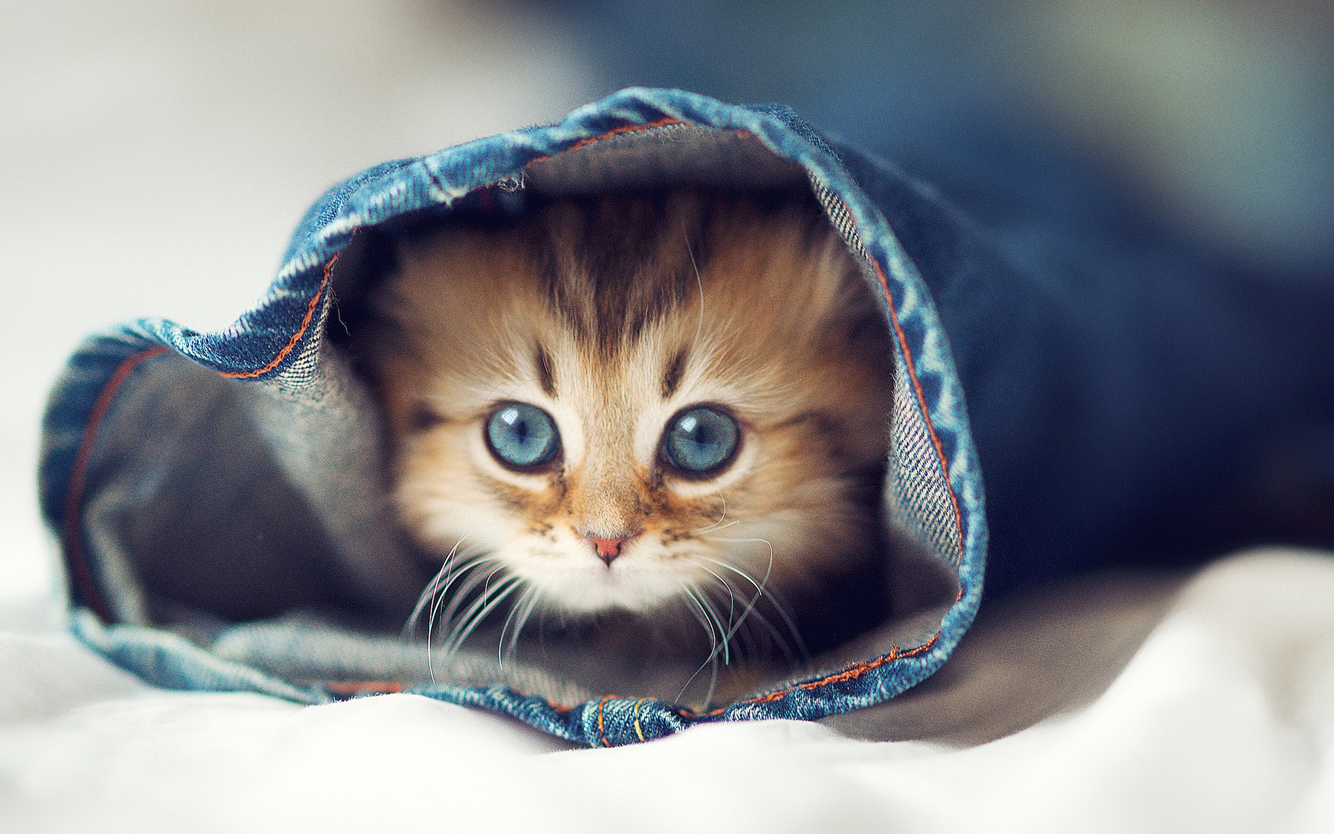 Cute kitten backgrounds