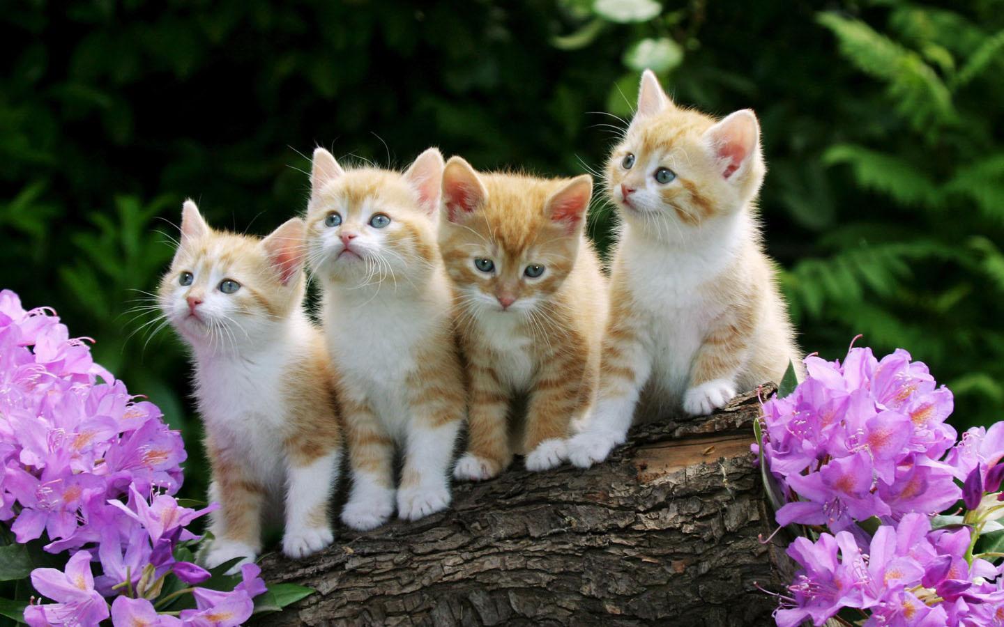 Cute kitten pictures