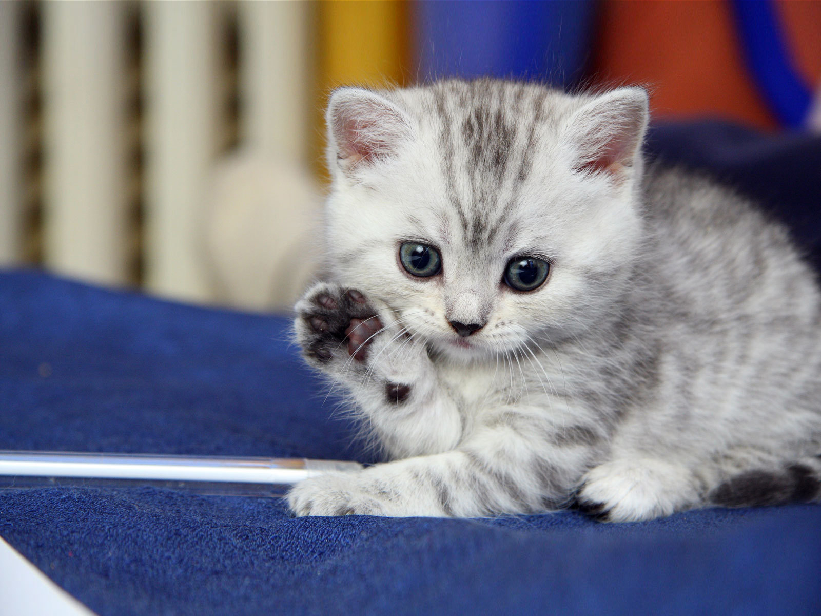 Cute kitty wallpaper cats