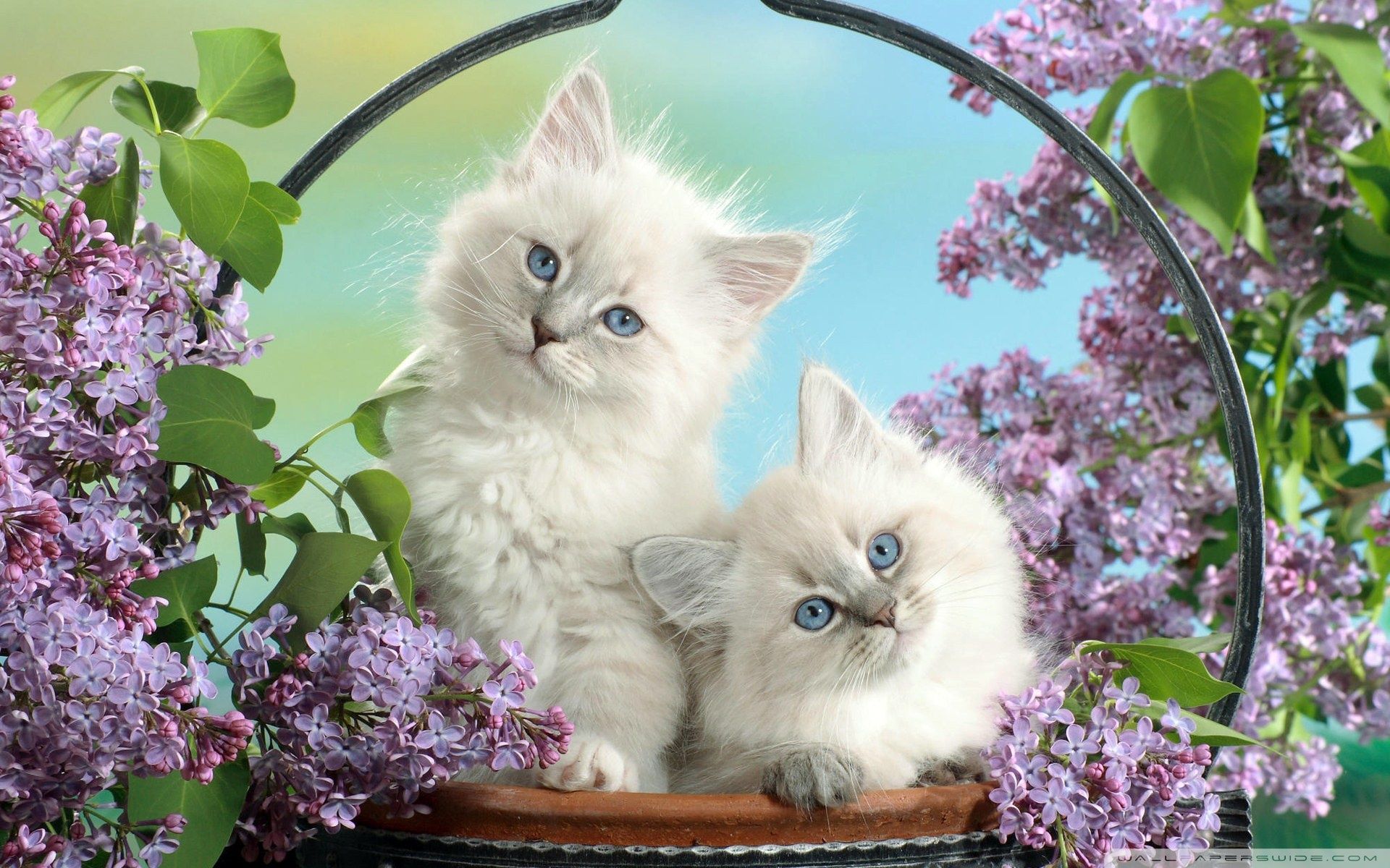 Cute kitty wallpaper cats