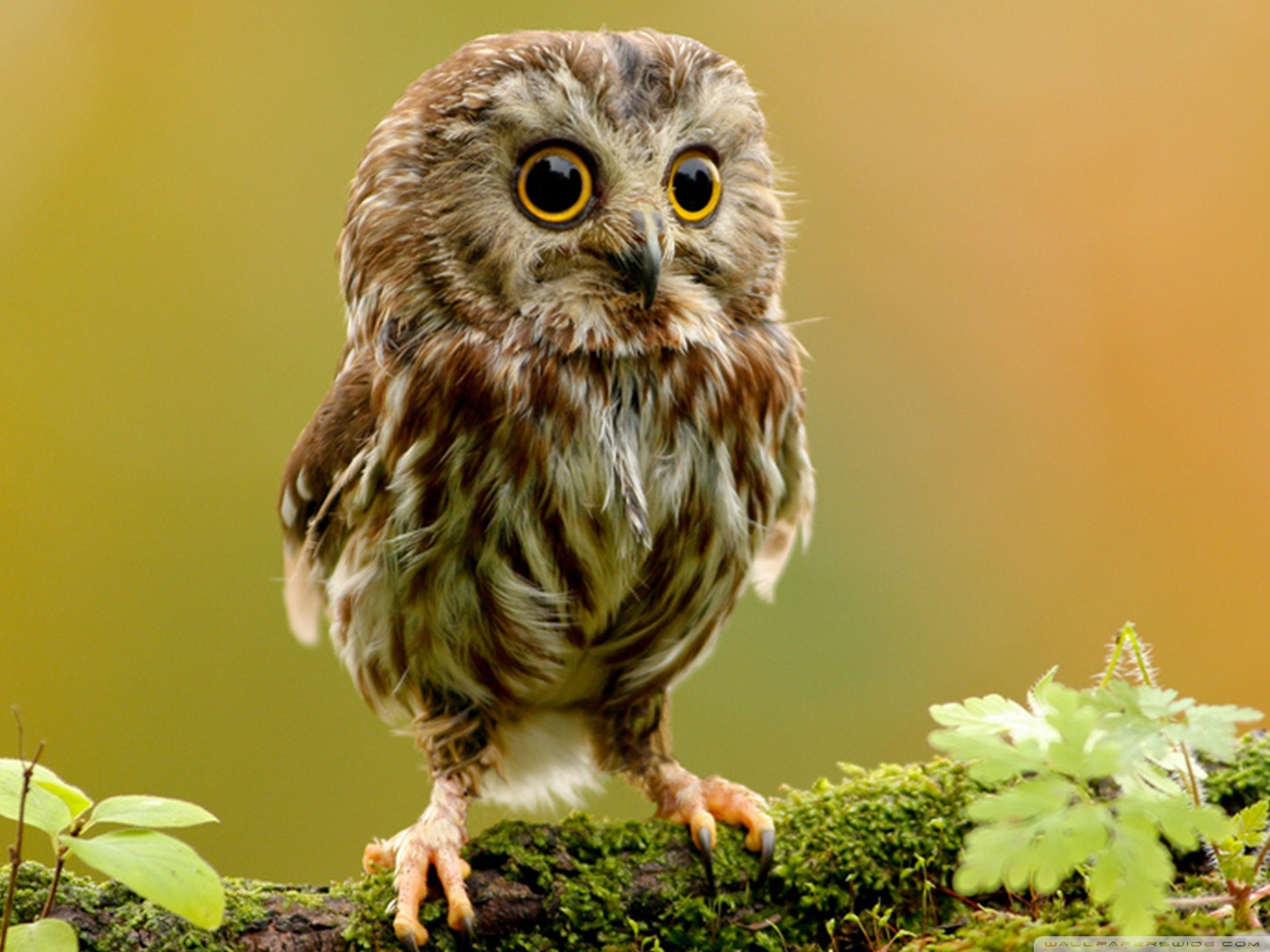 cute owl pictures #18