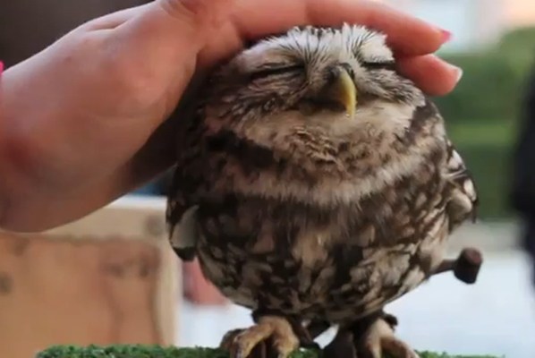 cute owl pictures #8