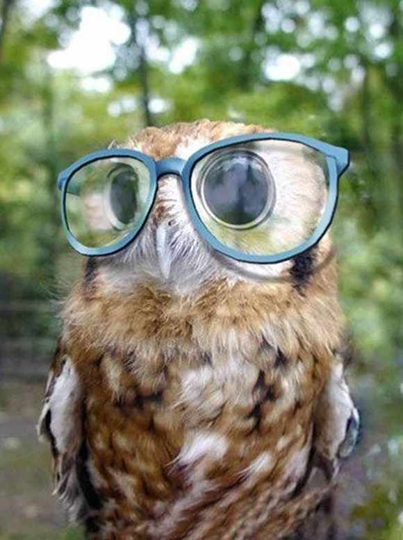 cute owl pictures #5