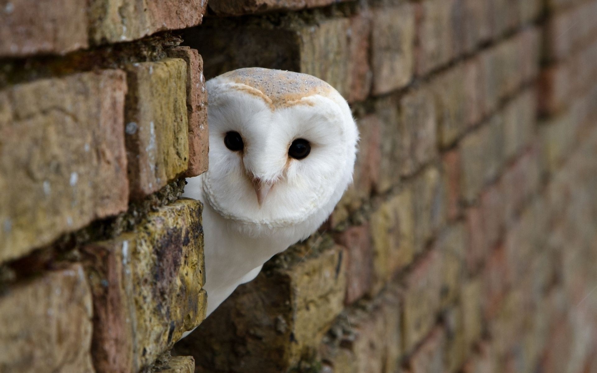 cute owl pictures #13
