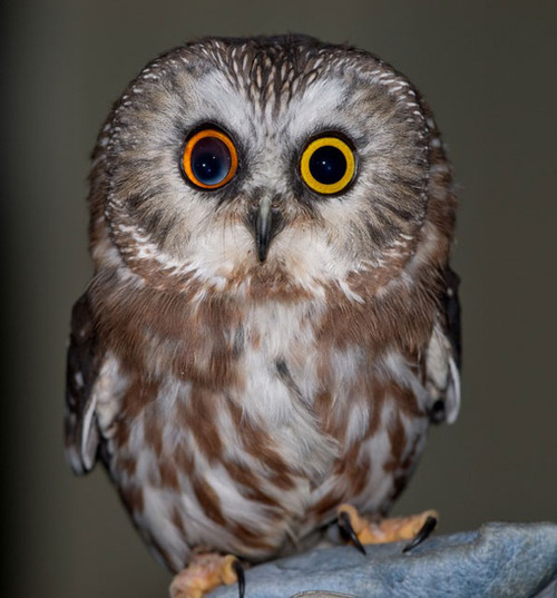cute owl pictures #19
