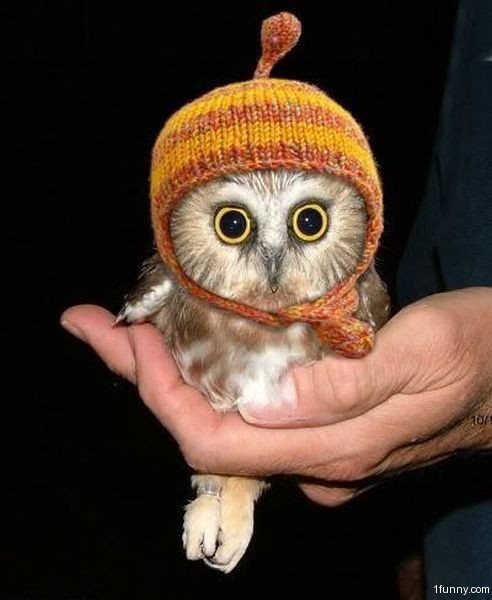 cute owl pictures