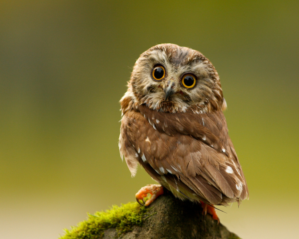 cute owl pictures #6