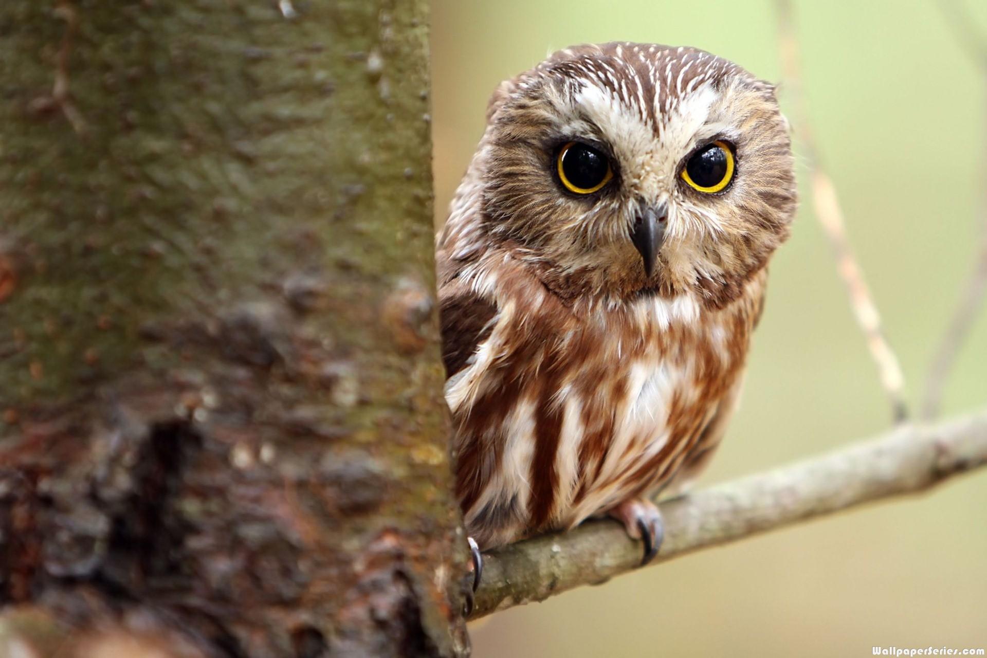 Cute owl pictures