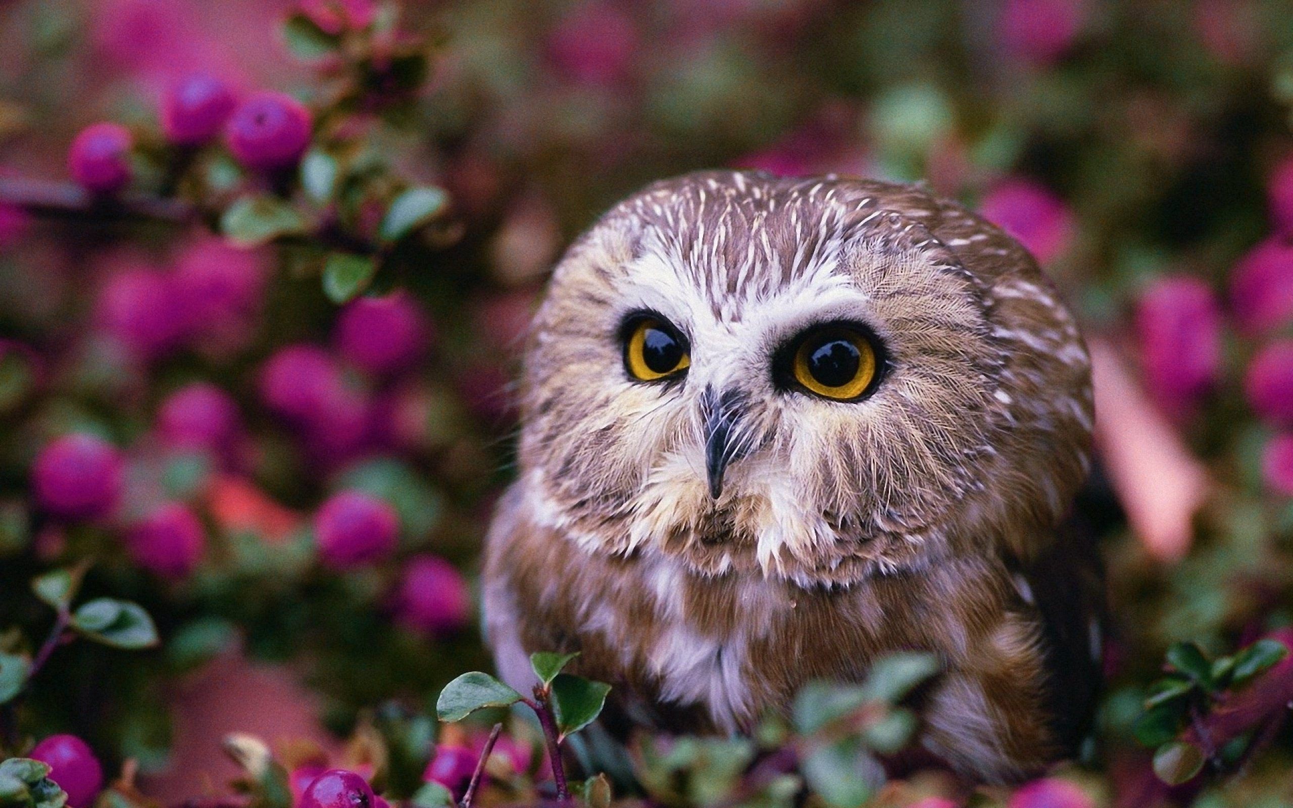 Cute owl wallpaper
