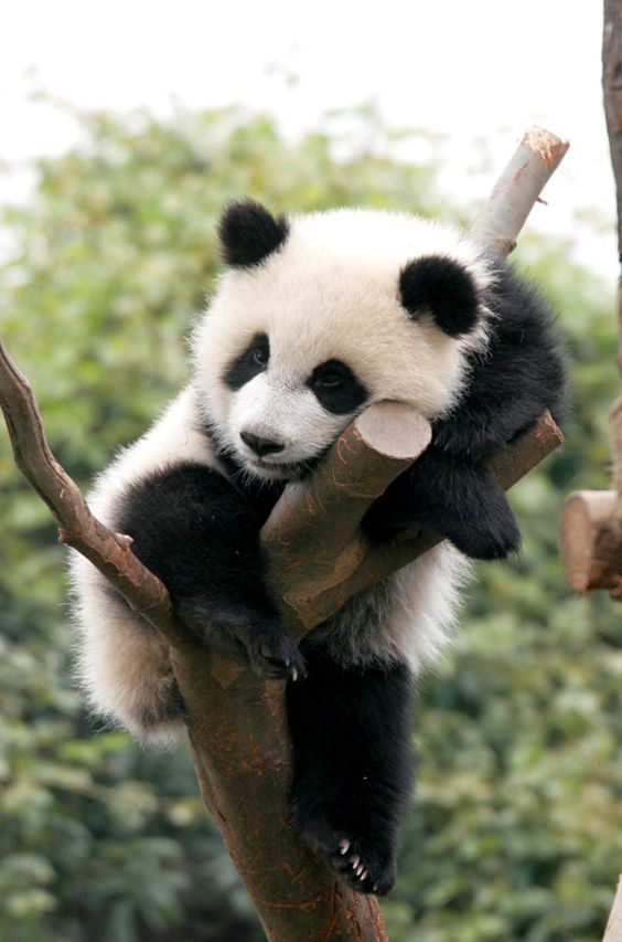 cute panda pictures