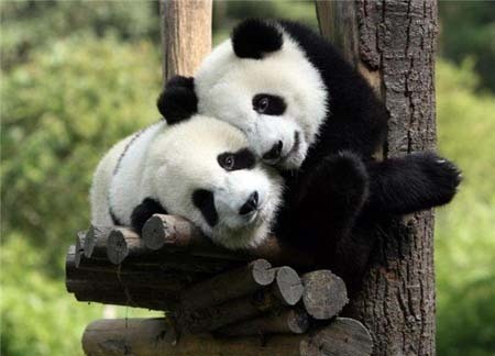 cute panda pictures #15