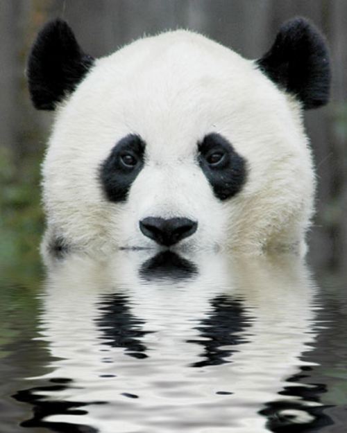 cute panda pictures #11