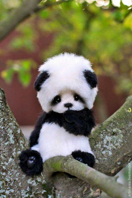 cute panda pictures #12