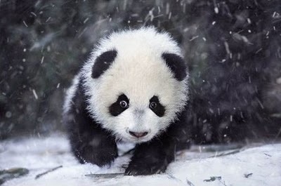 cute panda pictures #20