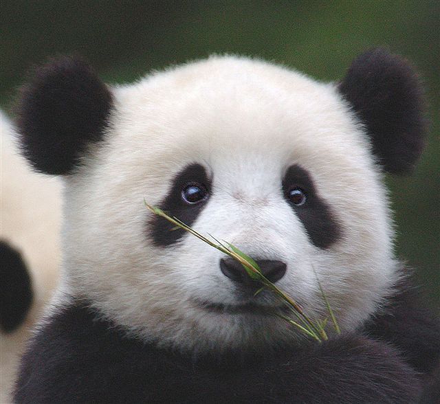 cute panda pictures #3