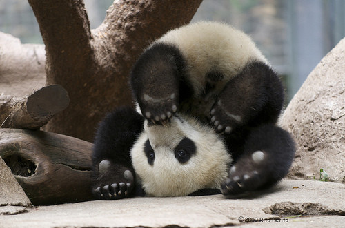 cute panda pictures #13