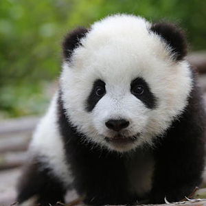 cute panda pictures #14