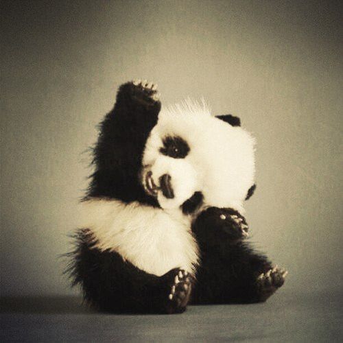 cute panda pictures #16