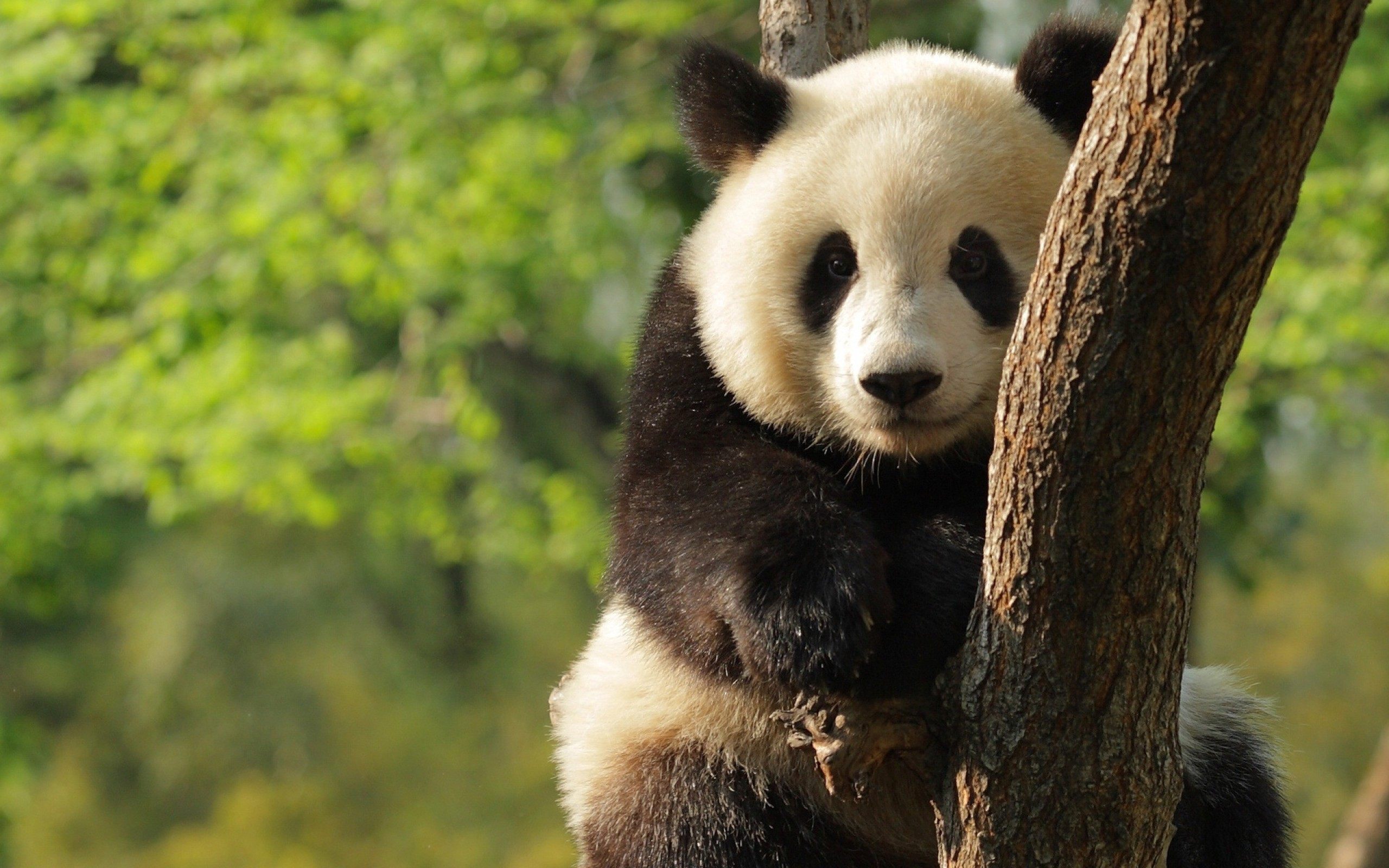cute panda pictures #24