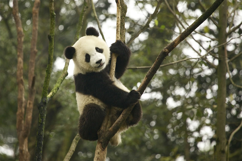 cute panda pictures #23
