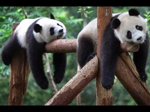 cute panda pictures #18