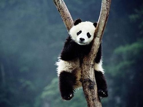 cute panda pictures #4