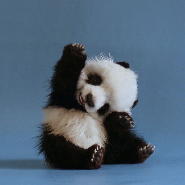 cute panda pictures #2