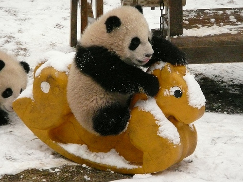 cute panda pictures #5