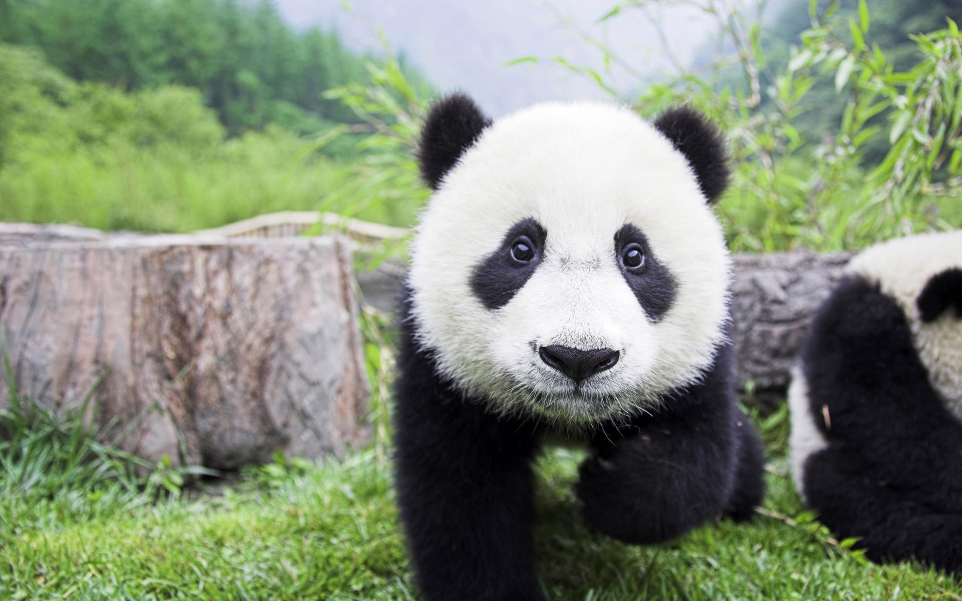 cute panda pictures #8