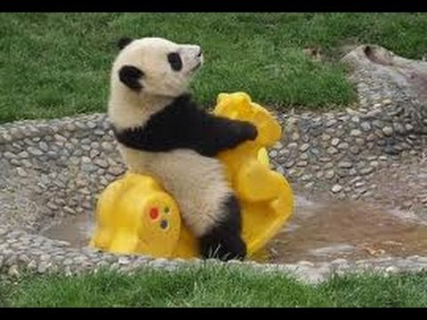 cute panda pictures #7