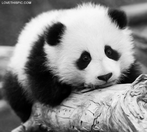 Cute panda pictures