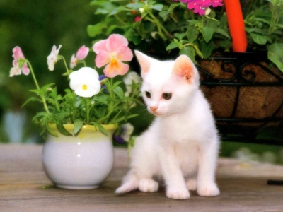 Cute pet animals wallpapers
