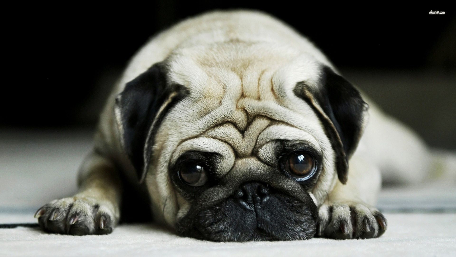 Cute pug puppies wallpapers