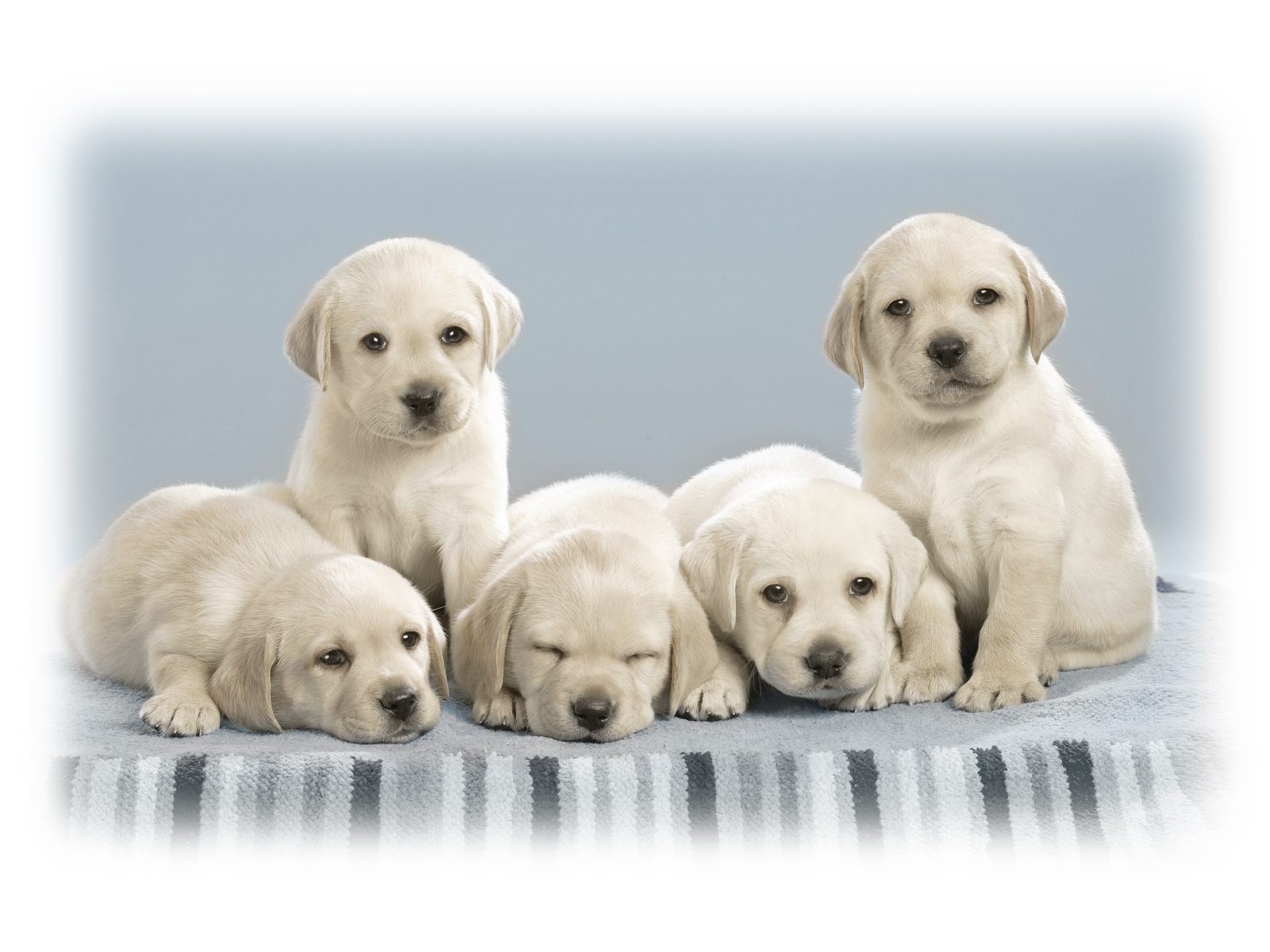 Puppies wallpapers free download