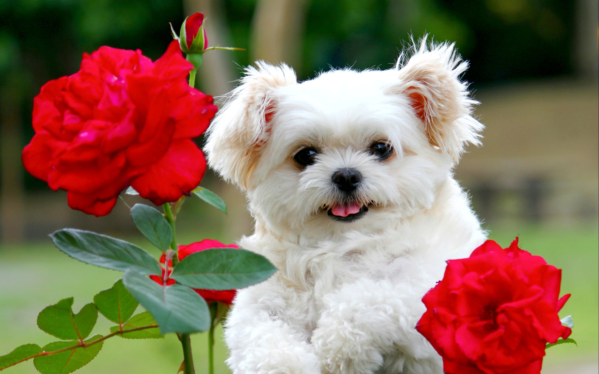 download puppies wallpapers free #9