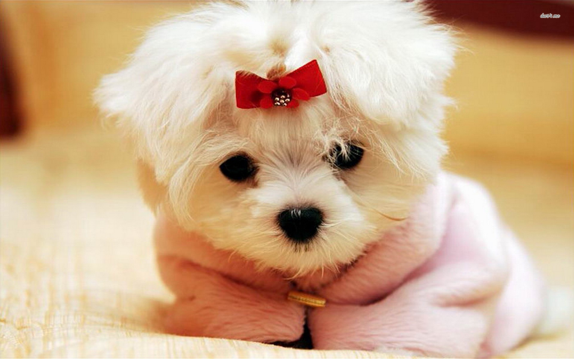 78+ ideas about Cute Puppy Wallpaper on Pinterest | Cute puppies