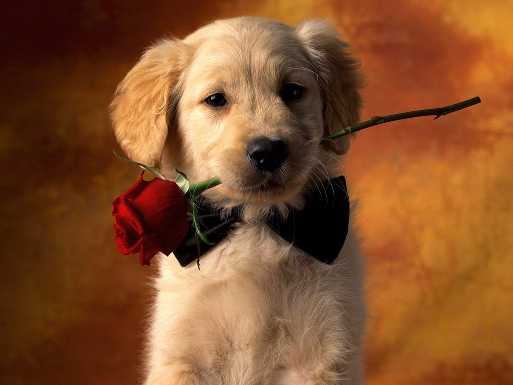 Cute Puppy Wallpapers Group (79+)